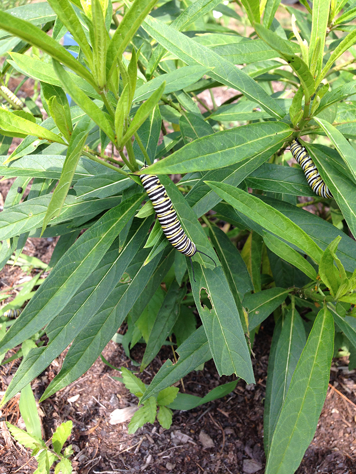 Monarch butterfly caterpillars feasting on butterfly weed (Asclepias tuberosa)